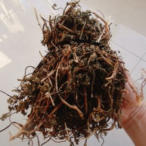 父母晒的益母草