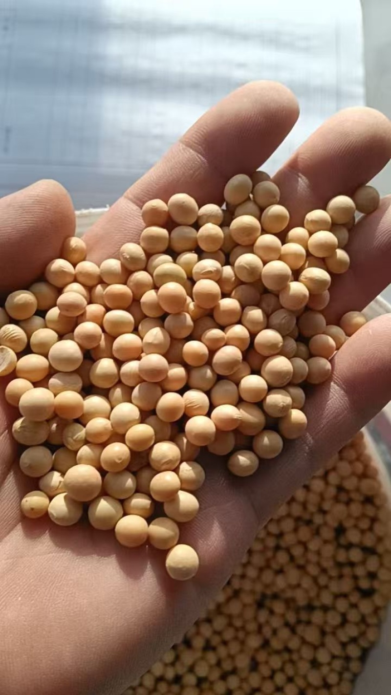 精品黄豆一手货源品质保证诚信经营欢迎来电洽谈
