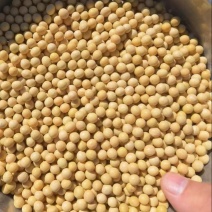 精品黄豆一手货源品质保证诚信经营欢迎来电洽谈