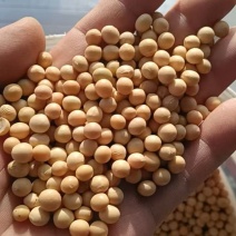 优选黄豆基地直发支持视频看货选货诚信经营