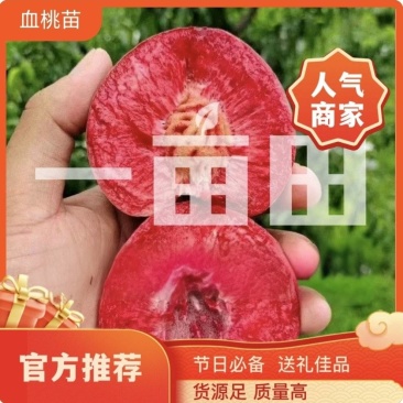 山东血桃树苗果园直发特早熟巨盛一号天仙红红肉血蟠桃保真品