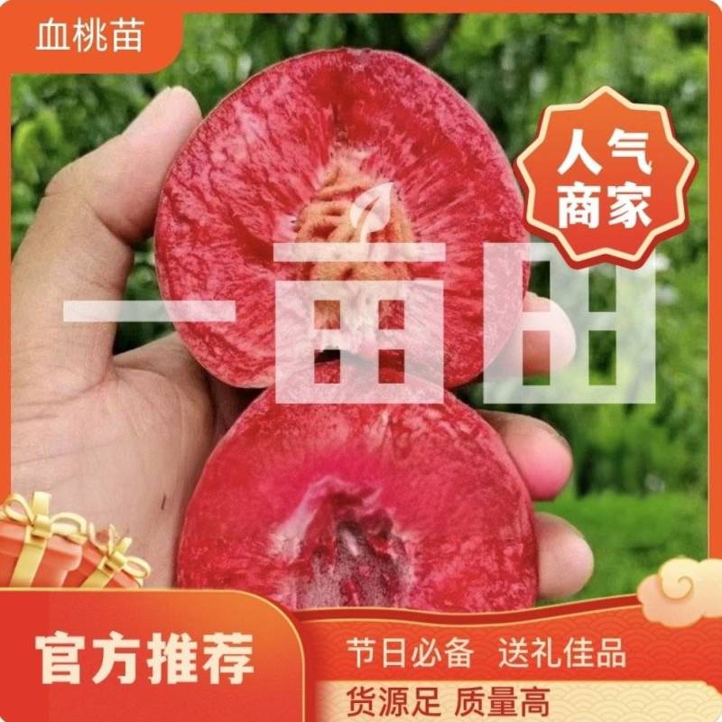 山东血桃树苗果园直发特早熟巨盛一号天仙红红肉血蟠桃保真品