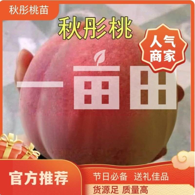 山东桃树苗果园直发秋彤桃苗秋甜秋白桃保真品种