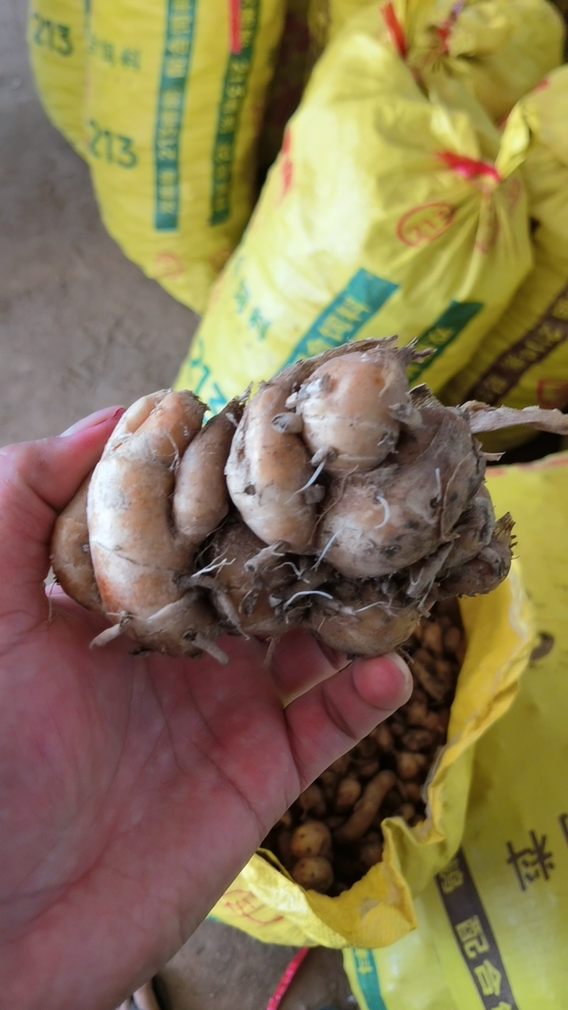 统货沙姜自家种现挖现发