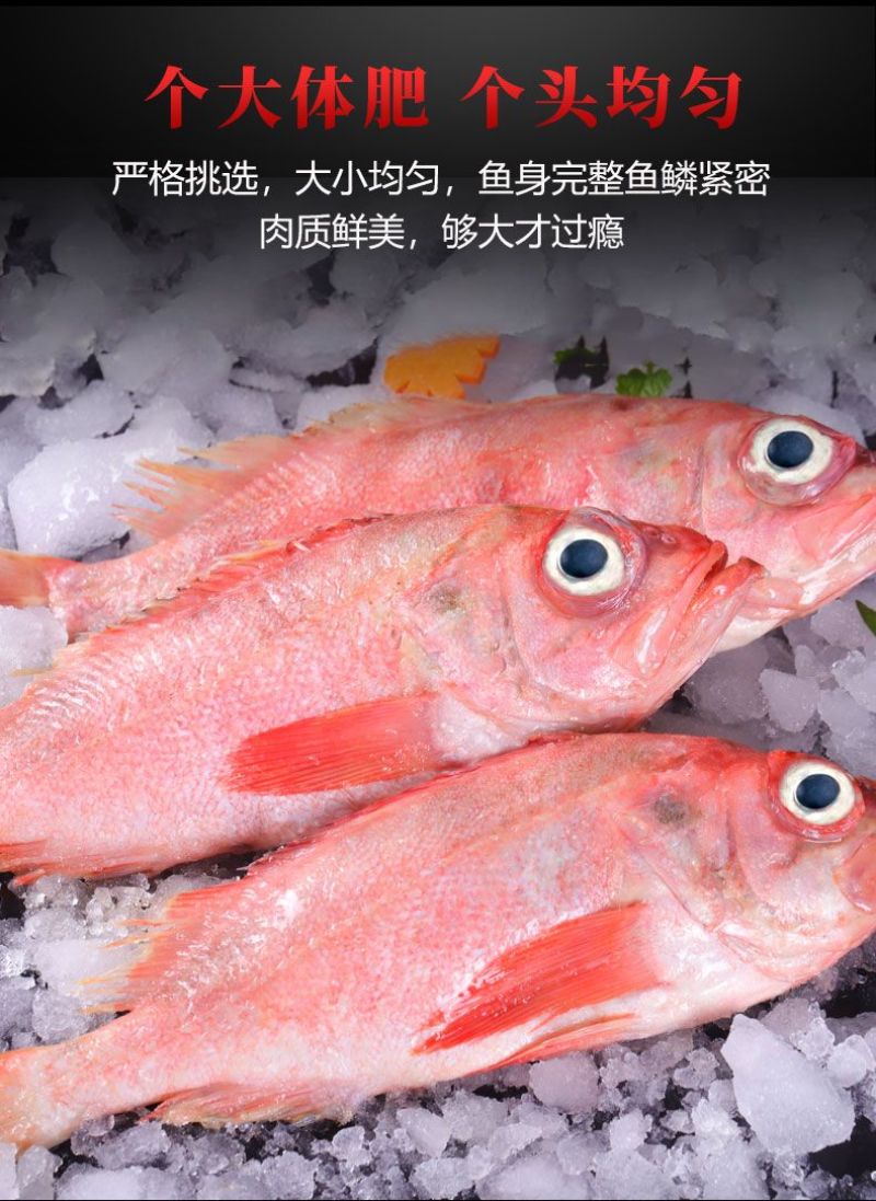 包邮）红石斑鱼整条新鲜冷冻大龙胆鱼红鱼颌斑石斑鱼海产品