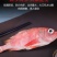 包邮）红石斑鱼整条新鲜冷冻大龙胆鱼红鱼颌斑石斑鱼海产品