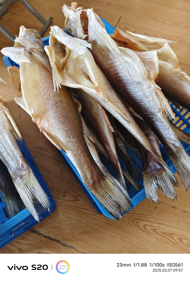 青岛特色大鲈鱼干海鲈鱼淡晒的不咸风干晾晒鱼干