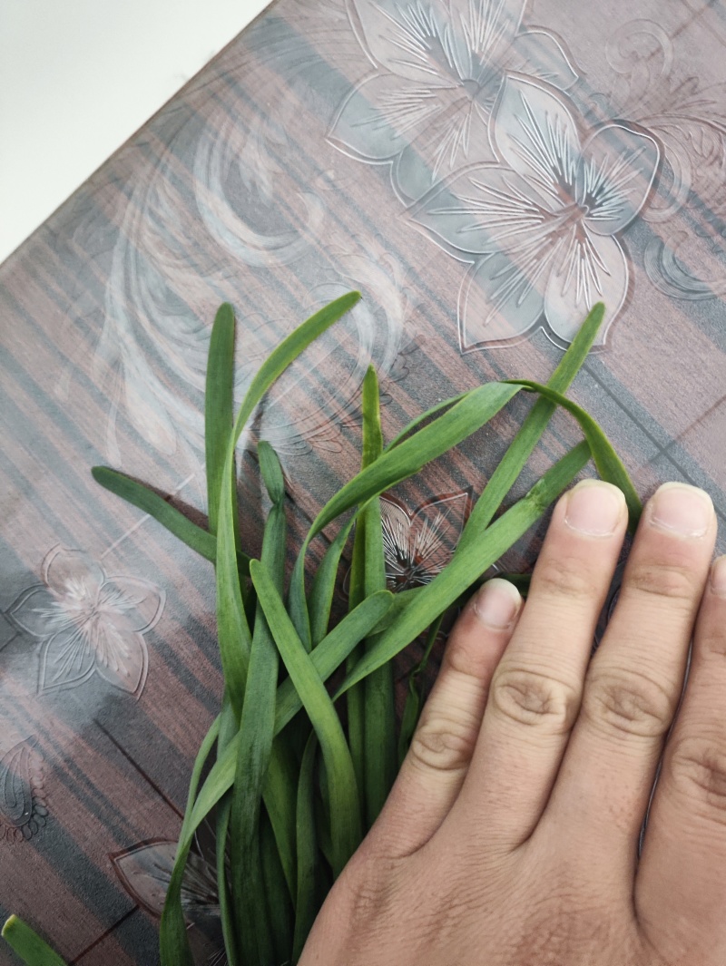 精品二刀精品韭菜
