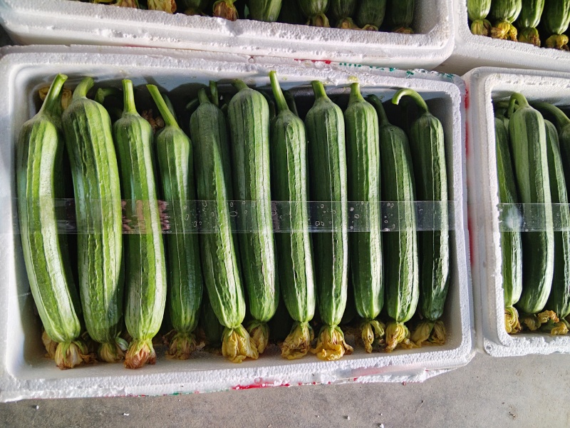 嘉兴精品油皮丝瓜大量上市，新棚开采，条型非常好，花好
