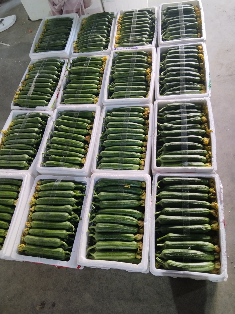 嘉兴精品油皮丝瓜大量上市，新棚开采，条型非常好，花好