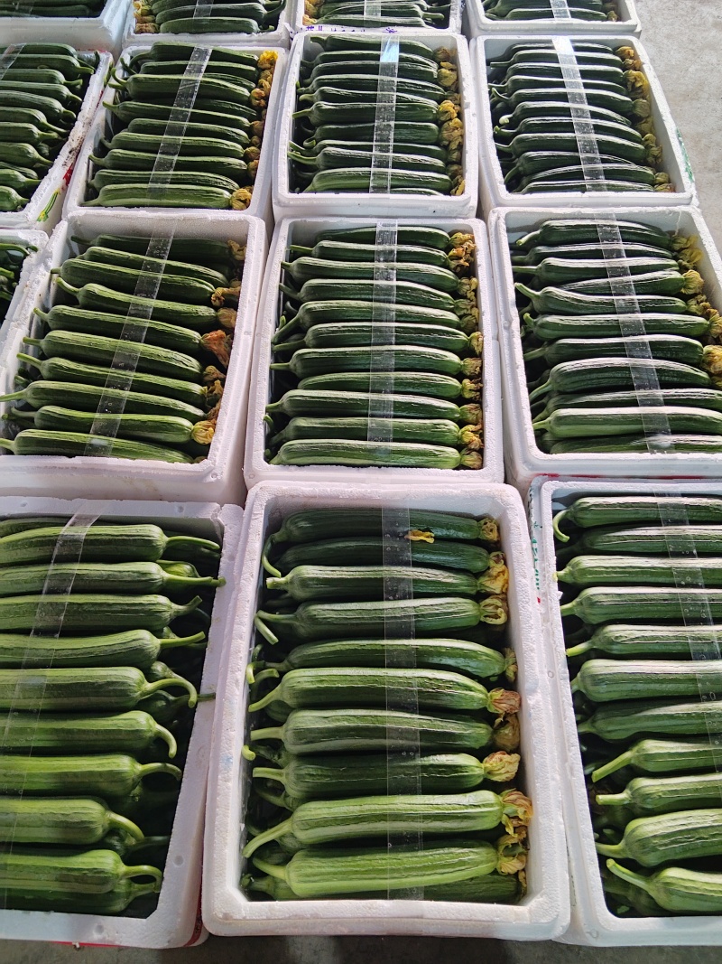 嘉兴精品油皮丝瓜大量上市，新棚开采，条型非常好，花好