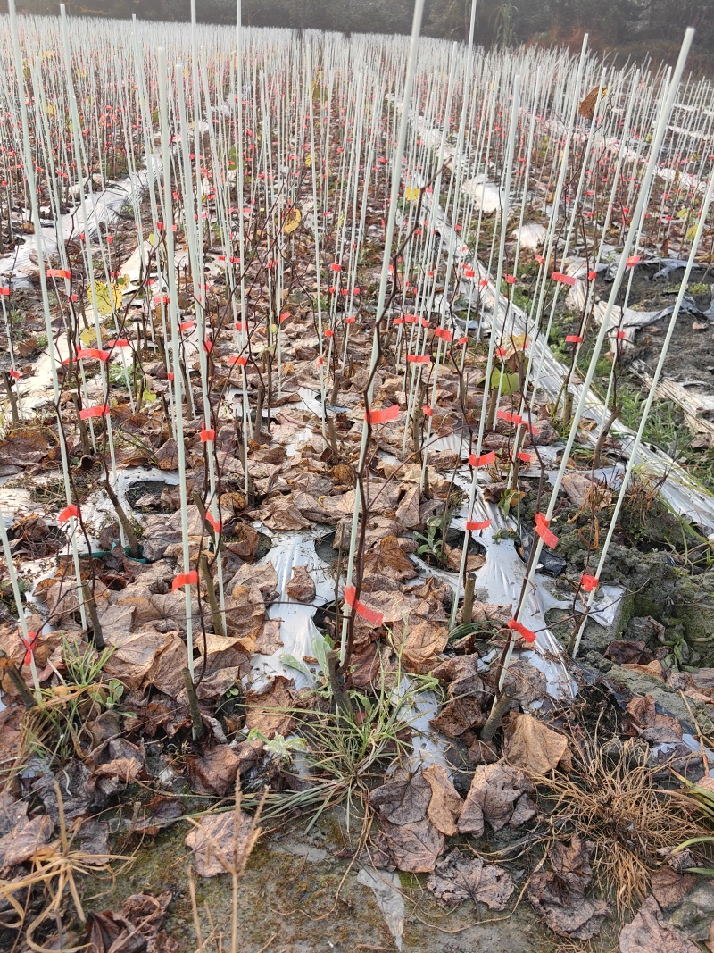 加拿大紫荆永恒之火