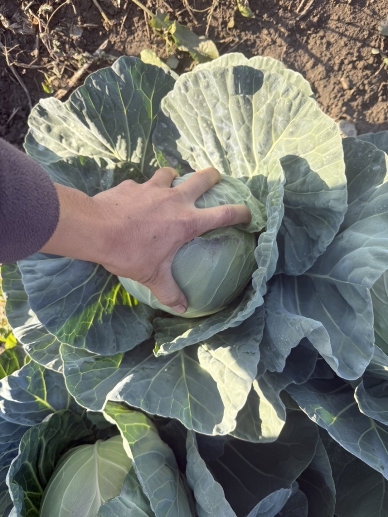 四川西昌甘蓝铁头包菜大量有货产地直销需要的老板联系