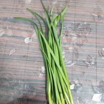 精品二刀精品韭菜特别好的韭菜