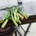 精品二刀精品韭菜特别好的韭菜