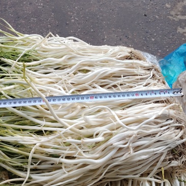 五星白芹芹芽