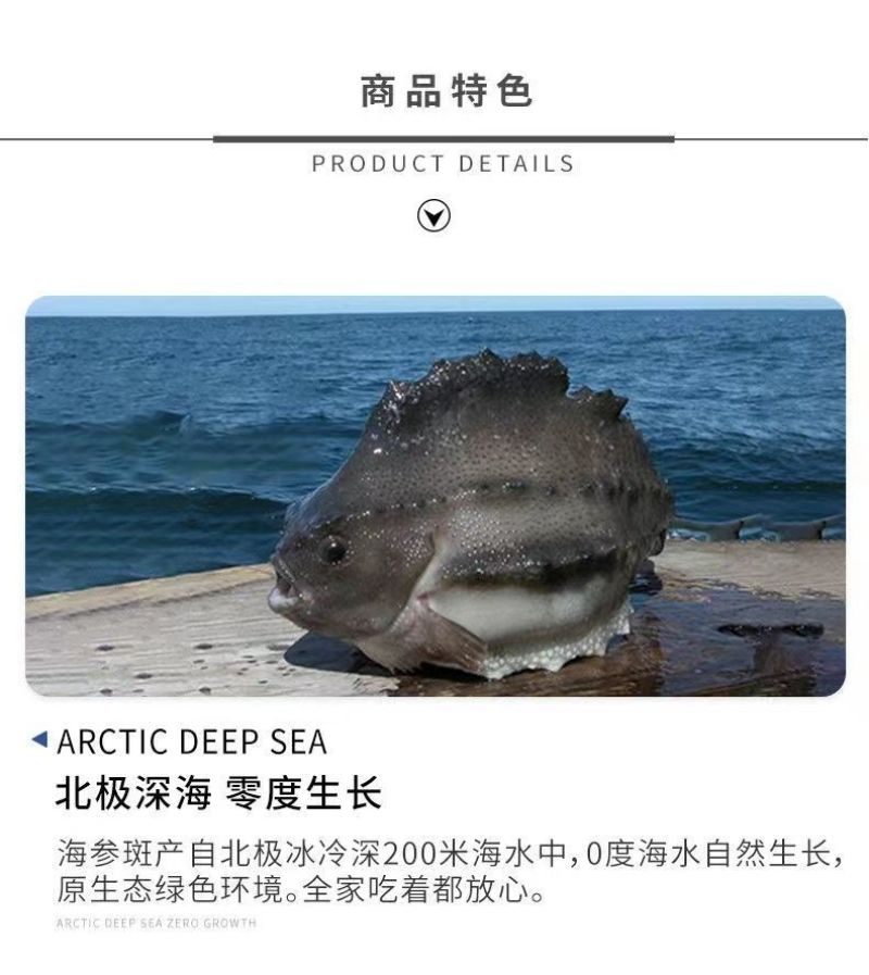 包邮）海参斑鱼新鲜速冻去内脏圆鳍鱼超大号海参斑鱼