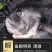 包邮）海参斑鱼新鲜速冻去内脏圆鳍鱼超大号海参斑鱼
