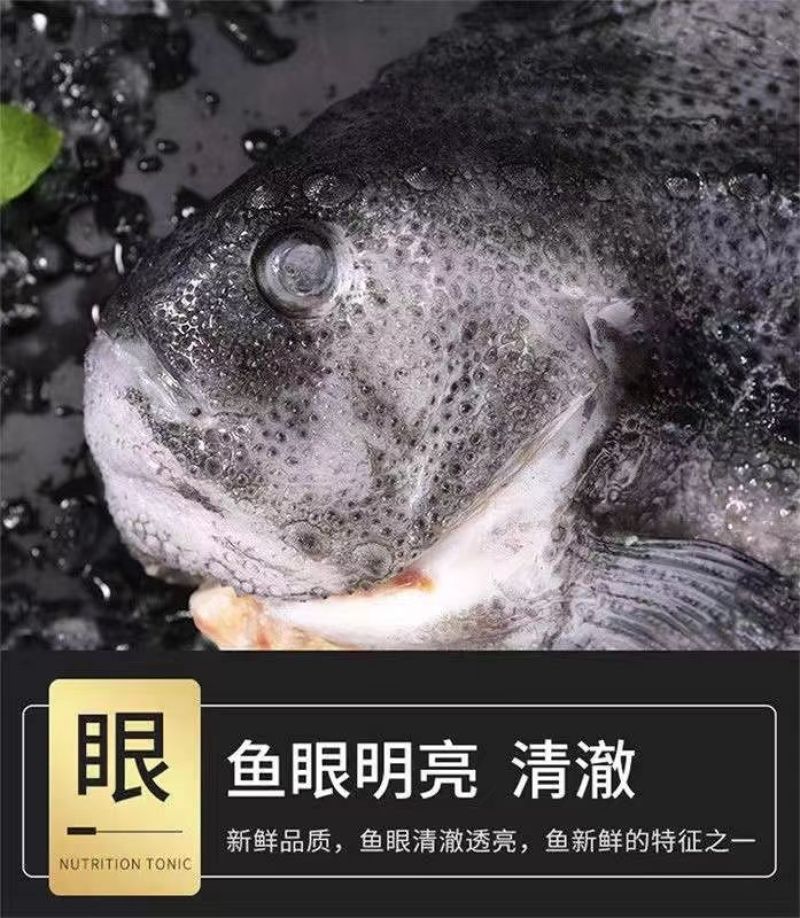 包邮）海参斑鱼新鲜速冻去内脏圆鳍鱼超大号海参斑鱼