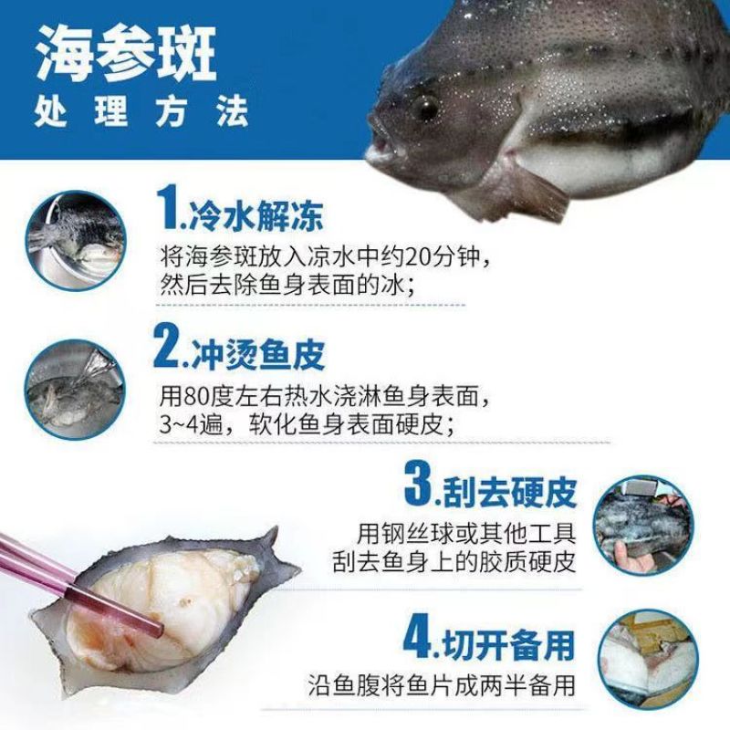 包邮）海参斑鱼新鲜速冻去内脏圆鳍鱼超大号海参斑鱼