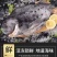 包邮）海参斑鱼新鲜速冻去内脏圆鳍鱼超大号海参斑鱼
