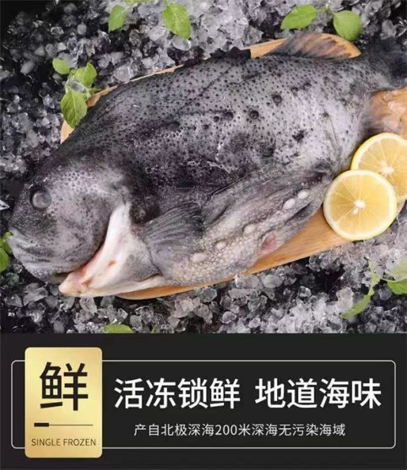 包邮）海参斑鱼新鲜速冻去内脏圆鳍鱼超大号海参斑鱼