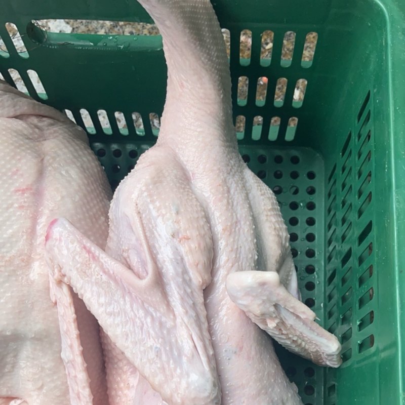 黑棕鹅(B货)
