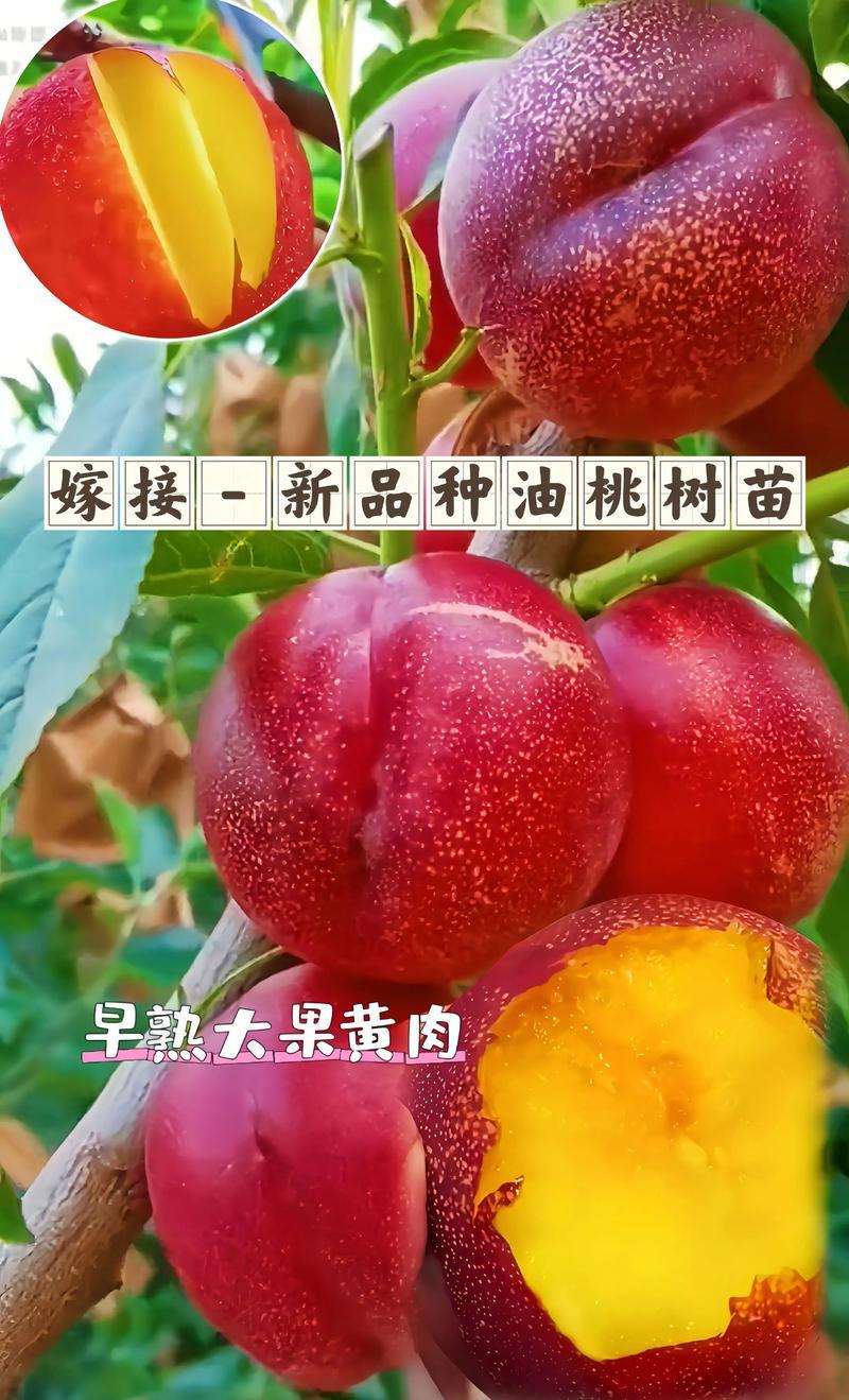 果园直发桃树苗特早熟518油桃苗嫁接成品苗保真品种成活率