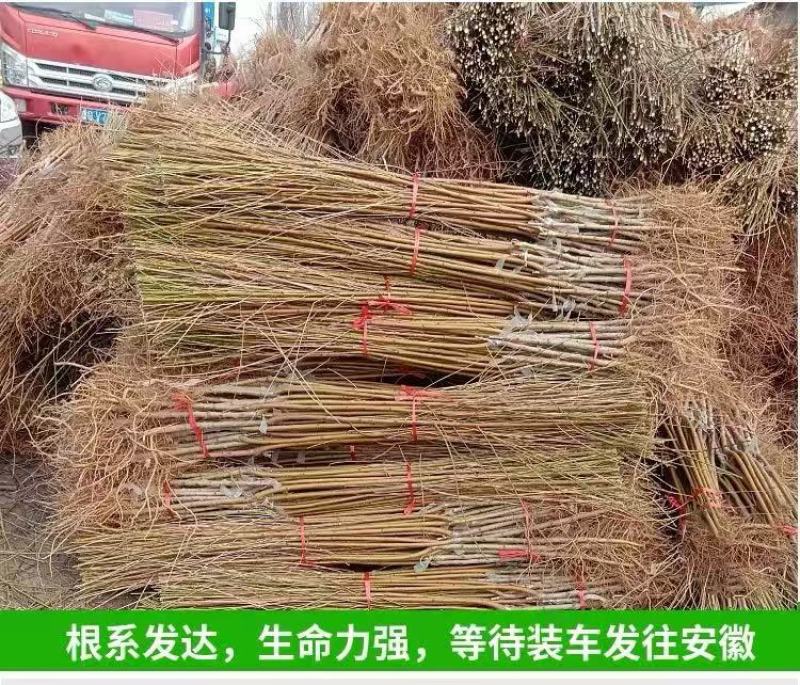 果园直发桃树苗特早熟518油桃苗嫁接成品苗保真品种成活率