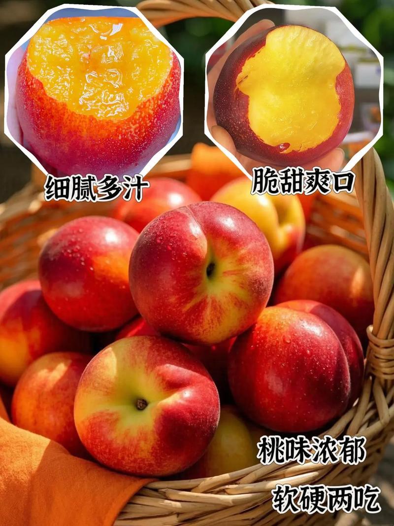 果园直发桃树苗特早熟518油桃苗嫁接成品苗保真品种成活率