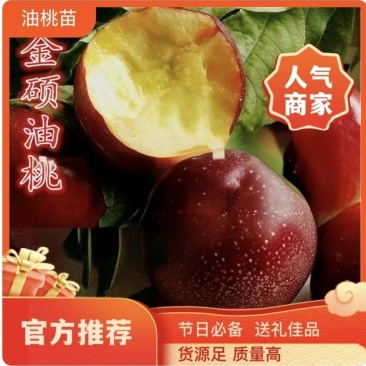 果园直发桃树苗早熟金硕超油一号曙光油桃保真品种成活率