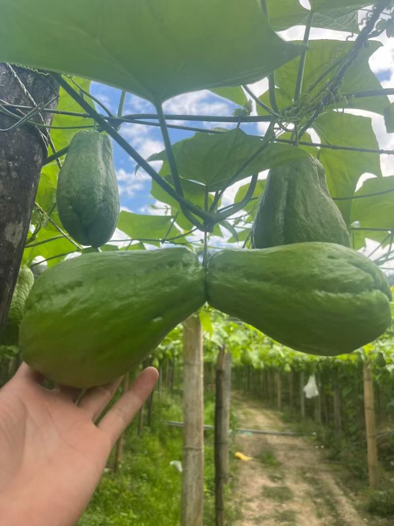 贵州高山绿皮佛手瓜