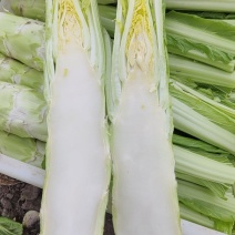 精品棒菜，板叶花叶都有货，产地直发