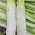 精品棒菜，板叶花叶都有货，产地直发