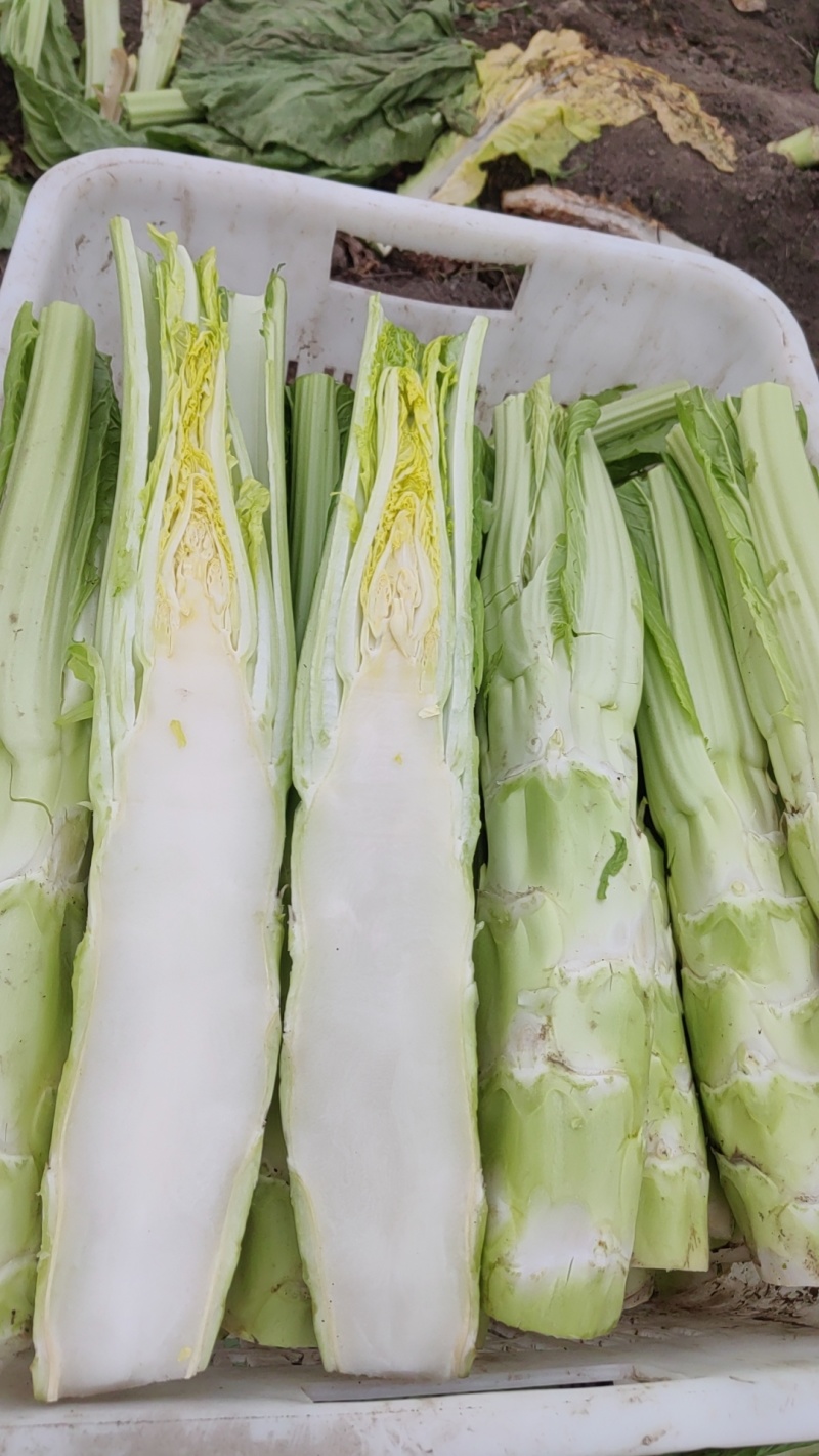 精品棒菜，板叶花叶都有货，产地直发