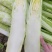 精品棒菜，板叶花叶都有货，产地直发