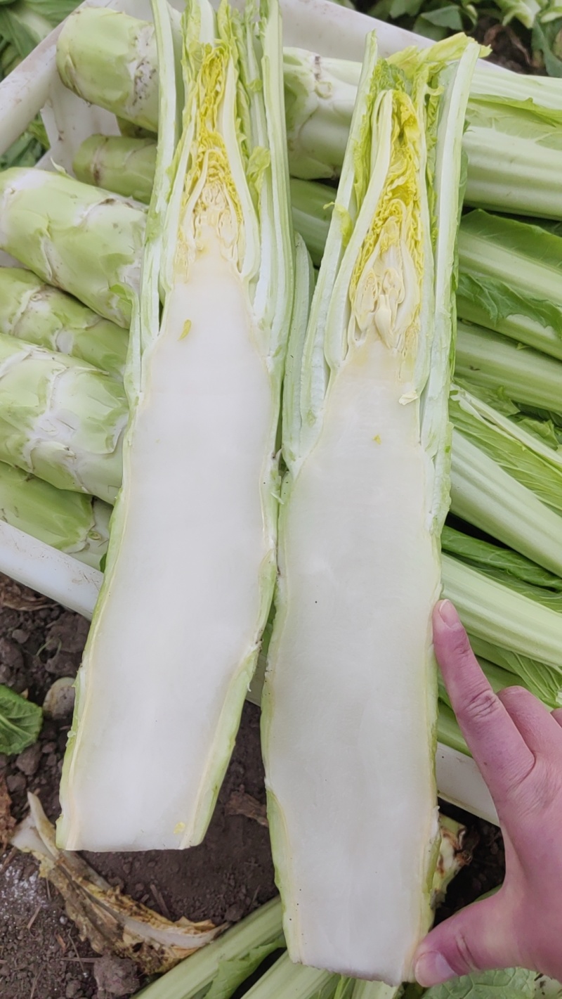 精品棒菜，板叶花叶都有货，产地直发