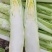 精品棒菜，板叶花叶都有货，产地直发