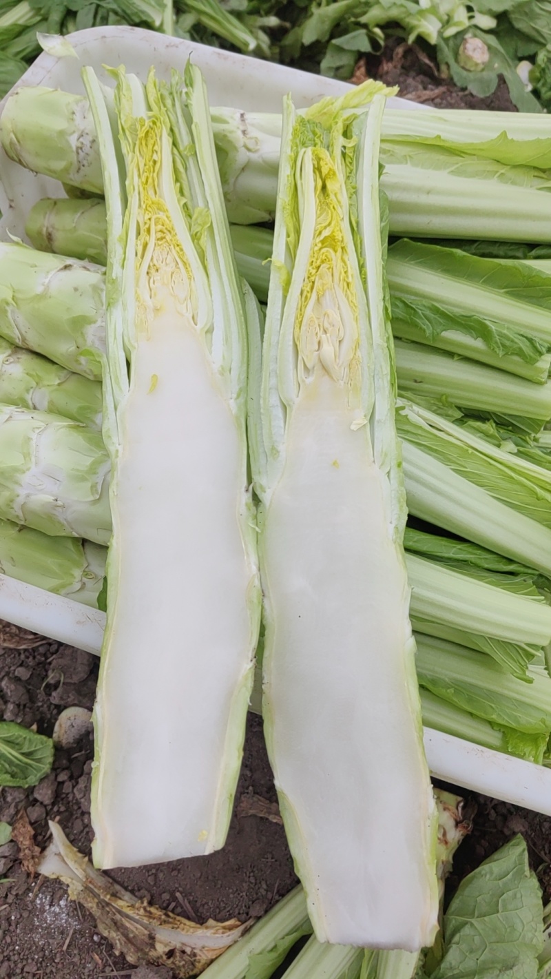 精品棒菜，板叶花叶都有货，产地直发