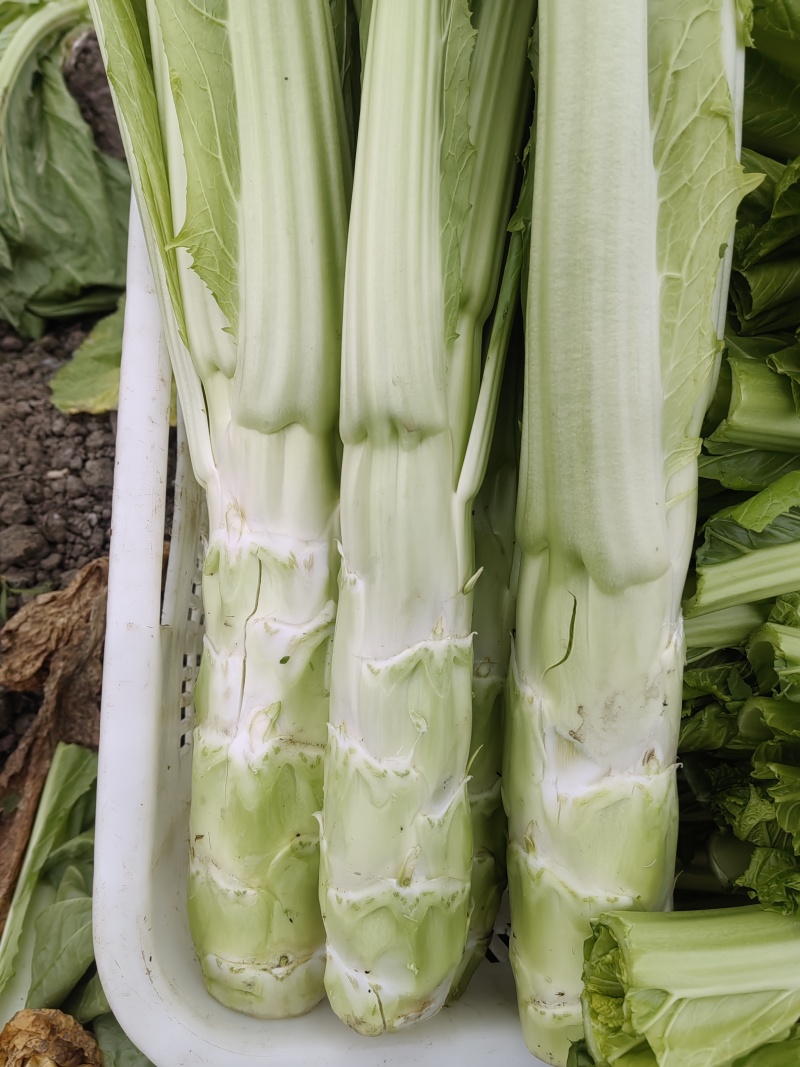 精品棒菜，板叶花叶都有货，产地直发