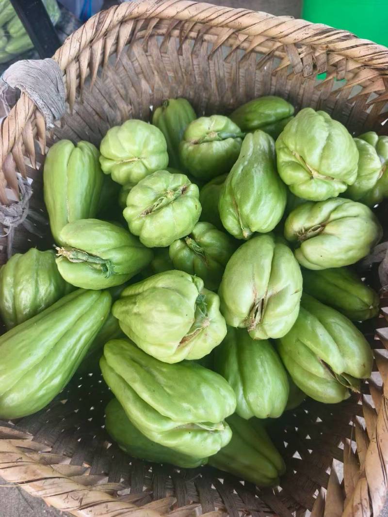 贵州高山绿皮佛手瓜