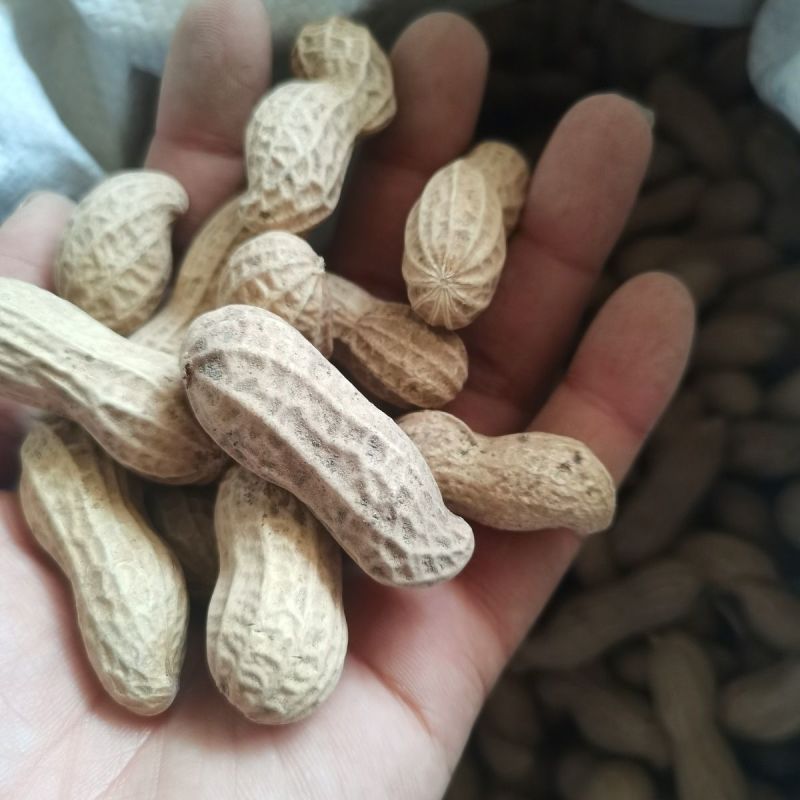 航园黑珍珠花生种子高产早熟大粒黑花生种子春夏大田用种