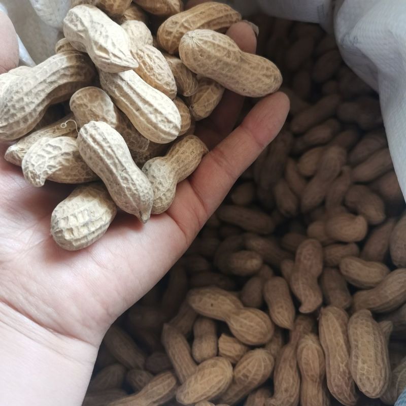 航园黑珍珠花生种子高产早熟大粒黑花生种子春夏大田用种