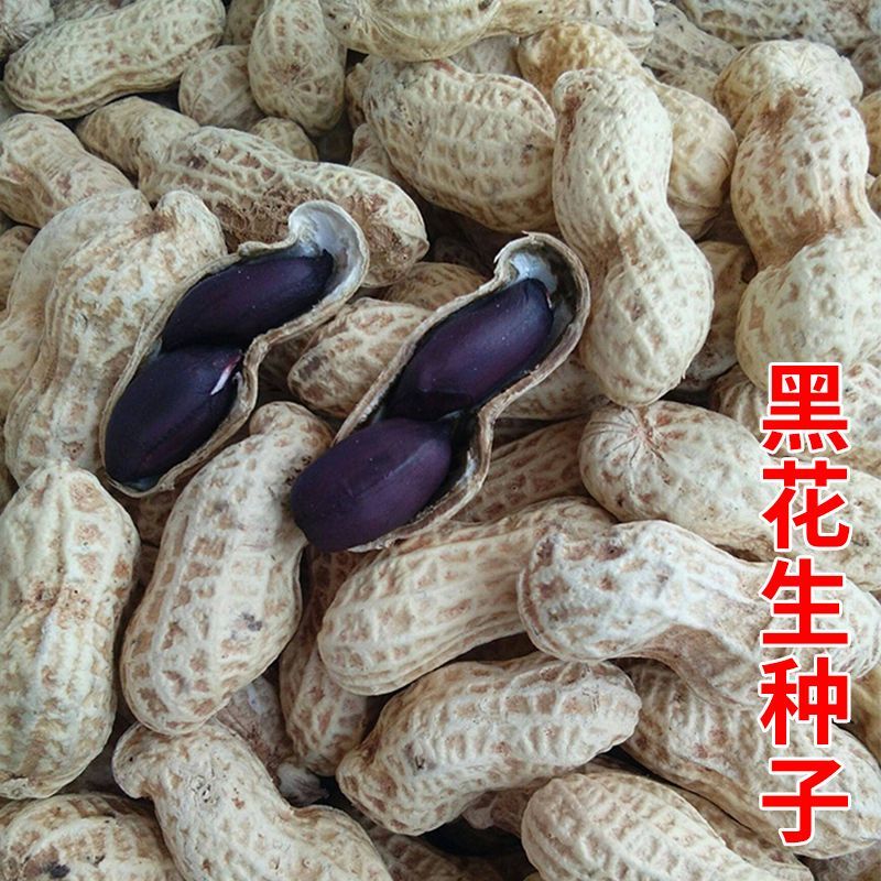 航园黑珍珠花生种子高产早熟大粒黑花生种子春夏大田用种