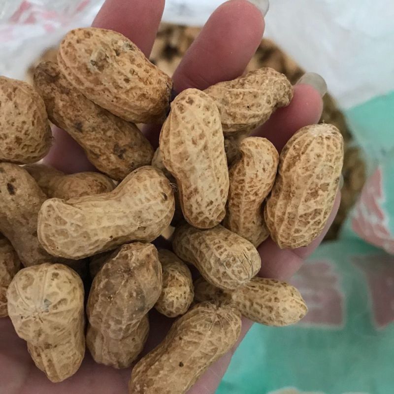 航园黑珍珠花生种子高产早熟大粒黑花生种子春夏大田用种