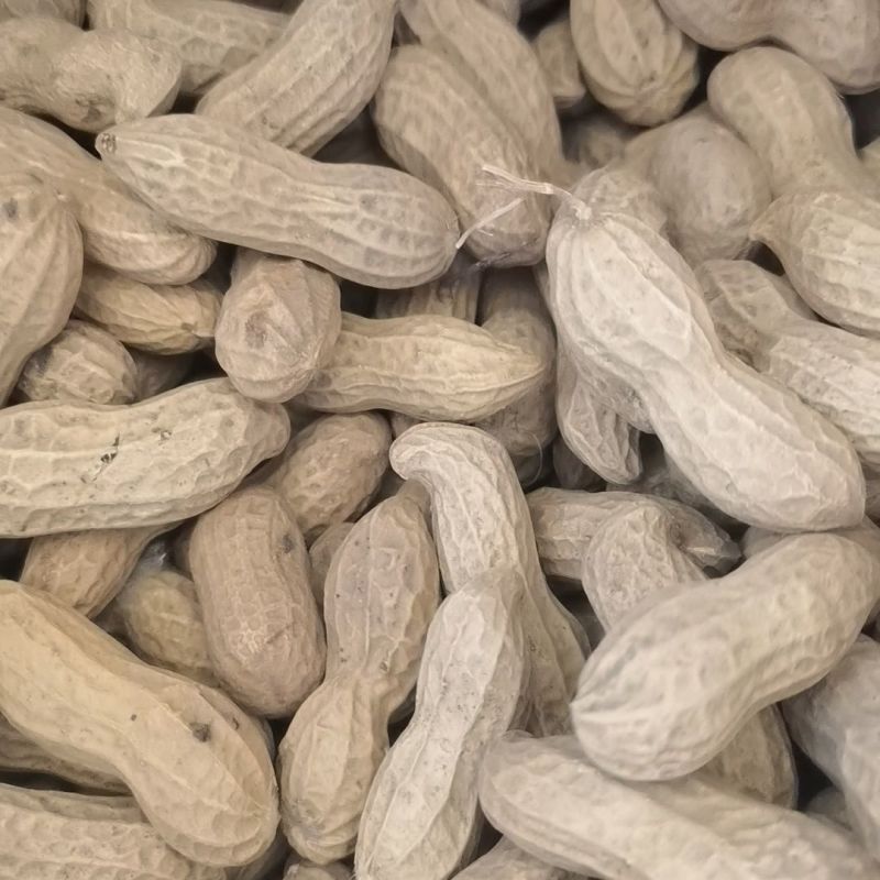 航园黑珍珠花生种子高产早熟大粒黑花生种子春夏大田用种