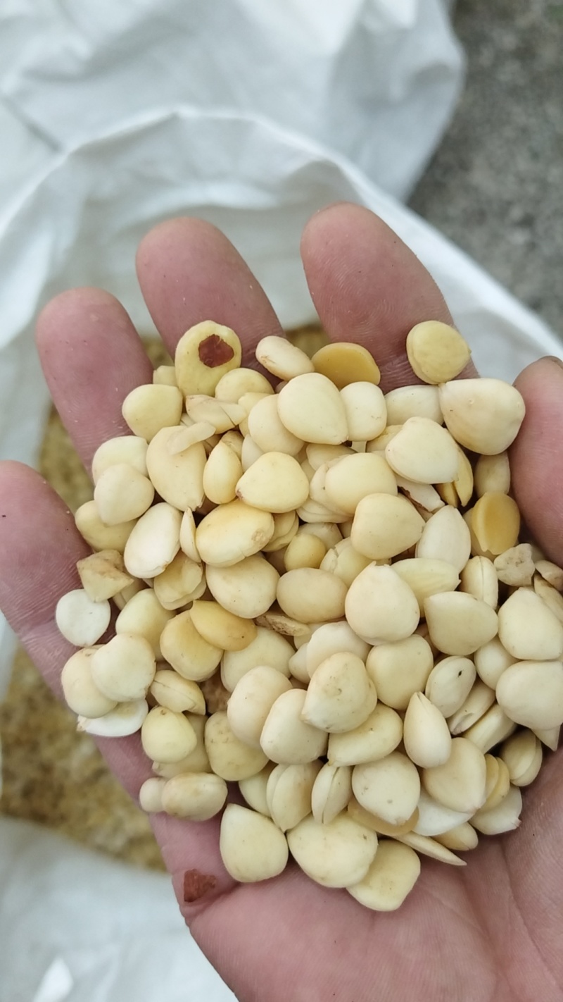 生鳖甲醋鳖甲选货各种规格当天发货批发各种中药材
