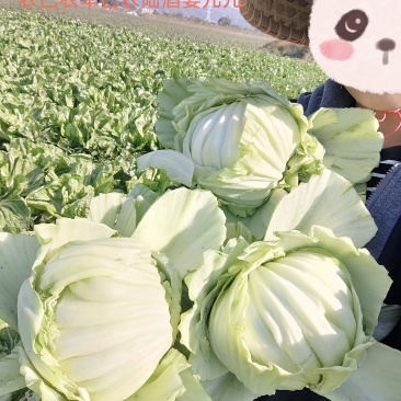 包心芥菜，通货