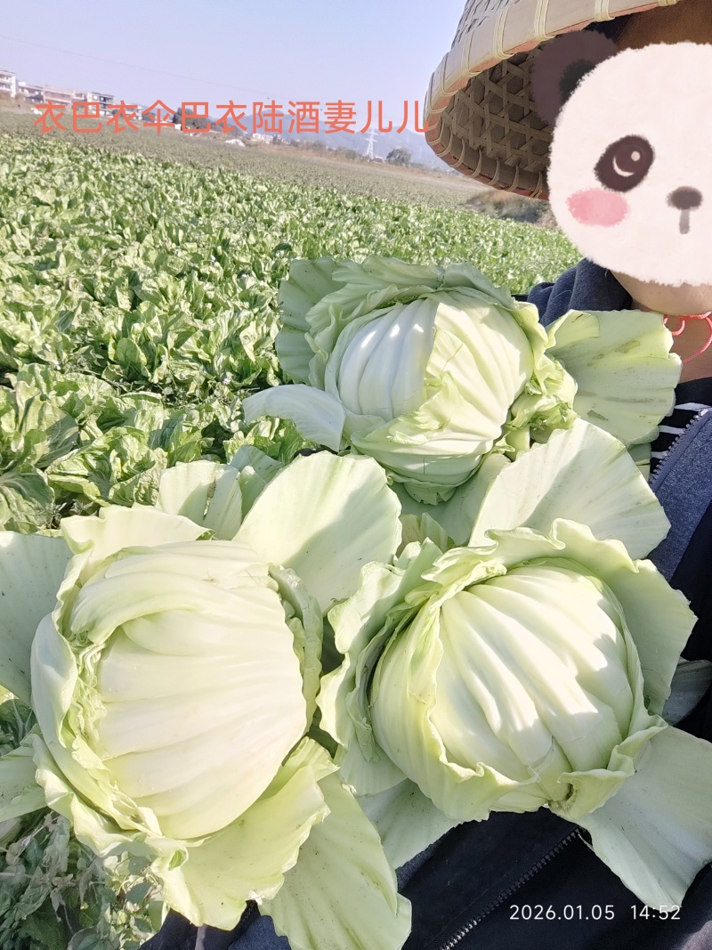 包心芥菜，通货