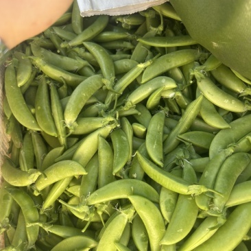 甜豆鲜超档口，全国各地产地直发外贸加工全年不断货供应